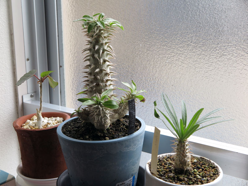 パキポディウム　ロスラーツム パキポディウム ロスラーツム | PROTOLEAF プロトリーフ