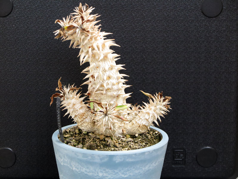 パキポディウム　ロスラーツム 楽天市場】観葉植物/パキポディウム：ロスラーツム 5号22-02