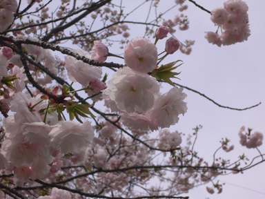 桜