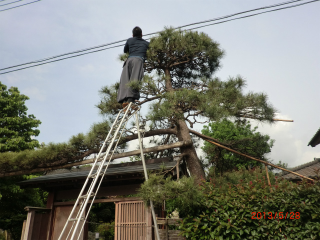 アルミ三脚 15尺 | 野田で働く めがね屋部長のブログ