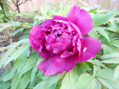 ボタンの花(ワイン色)