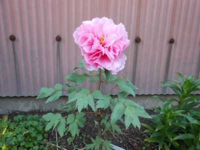 ボタンの花(ピンク)