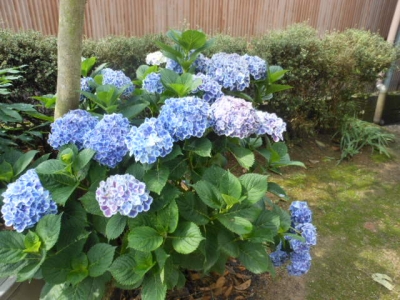 紫陽花