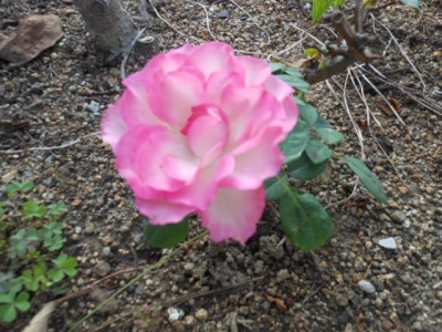 薔薇