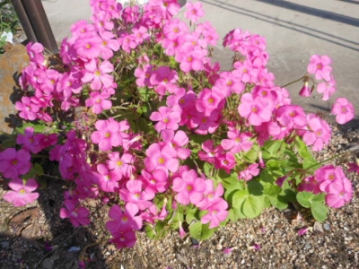 名無しの花