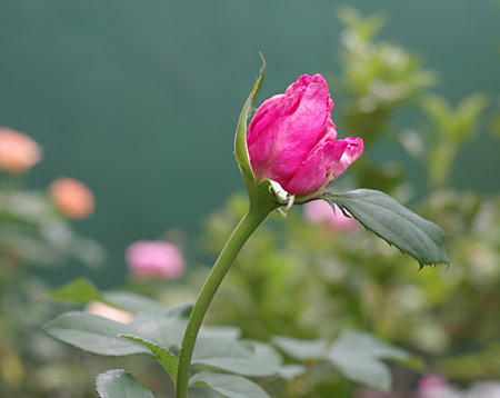 新苗パローレの蕾