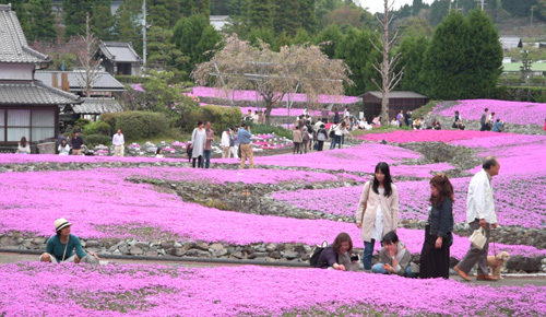 芝桜