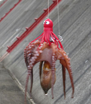 釣り上げたタコ