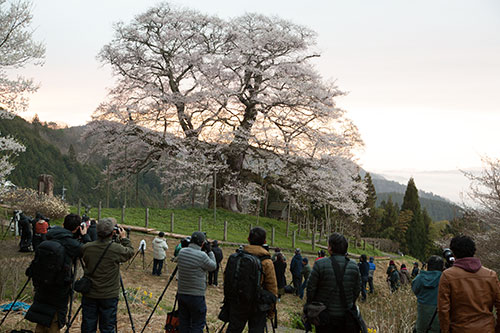 醍醐桜とカメラマン