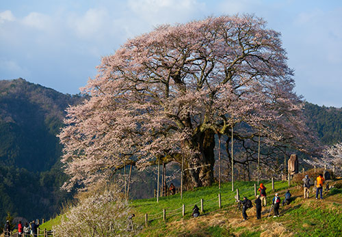 醍醐桜