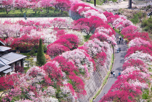 阿智村の花桃