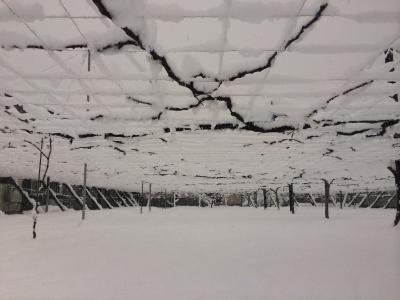 雪の葡萄園