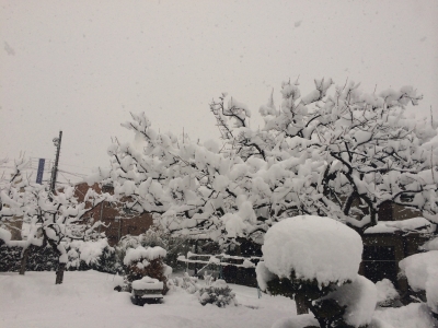 大雪庭