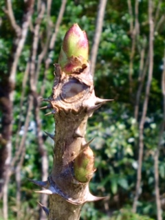 image1.JPG