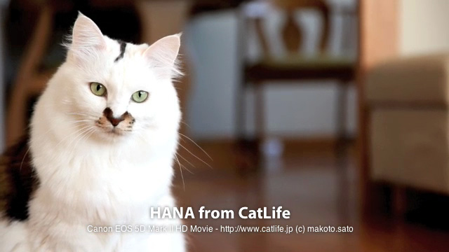 HANA from CatLife