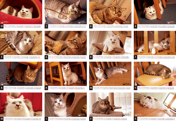 猫カレンダー2012