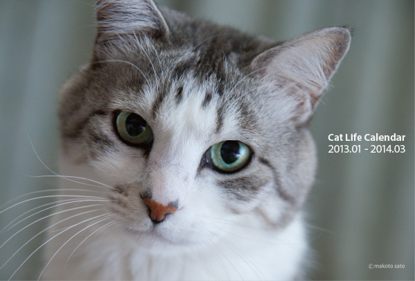 2013年CatLifeカレンダー表紙