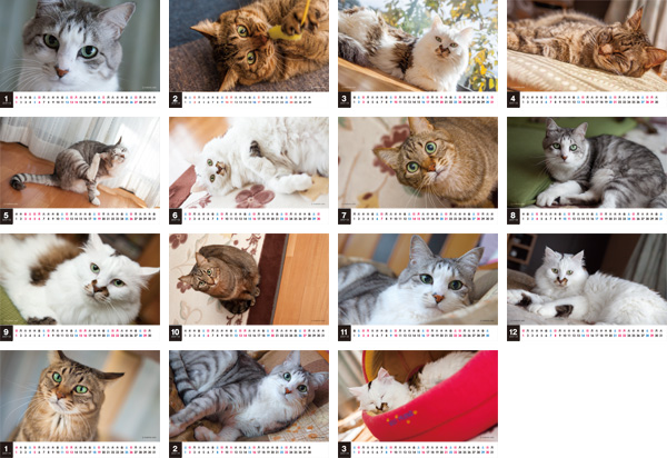 2013年CatLifeカレンダー