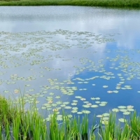 今日の雨竜沼22080602