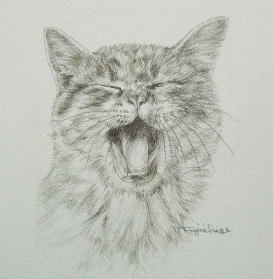 鉛筆でリアルに猫を描きました 藤重日生の 猫絵 と 猫絵手紙