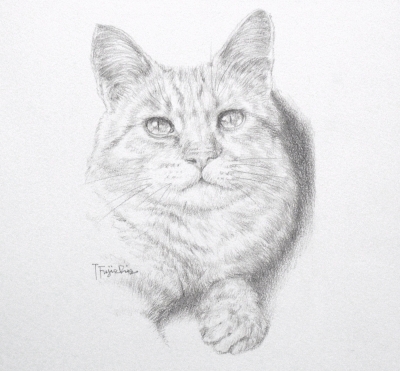 鉛筆でリアルに猫を描きました 藤重日生の 猫絵 と 猫絵手紙