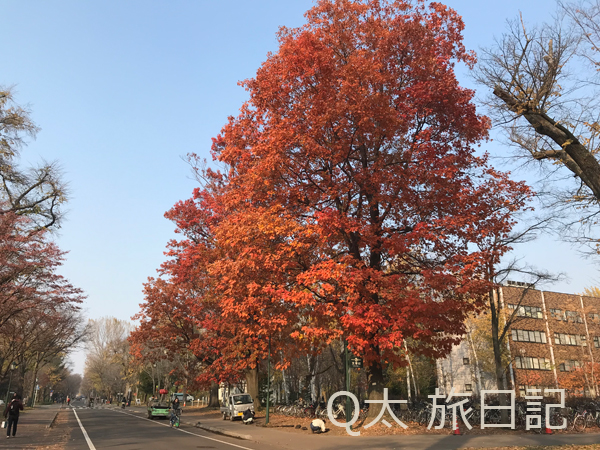 北海道大学