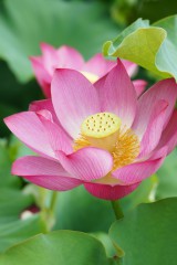 lotus