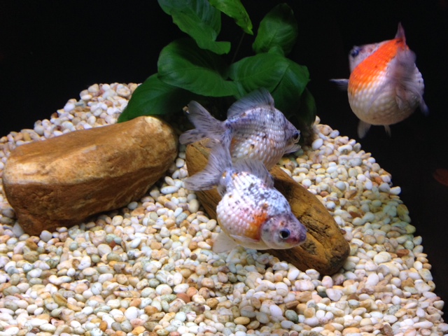 金魚