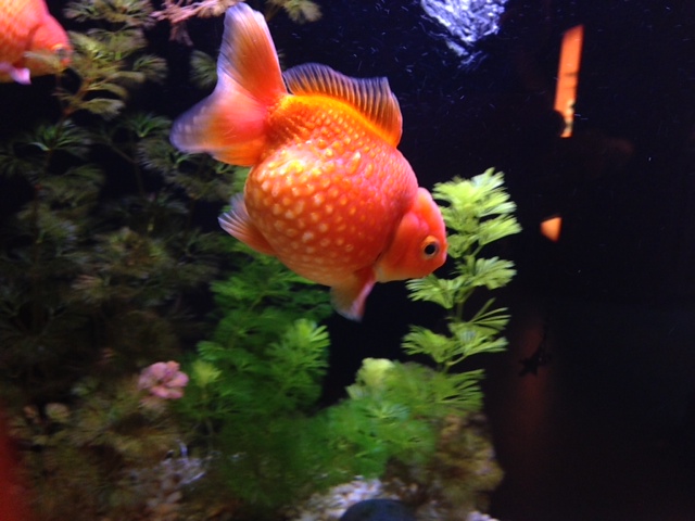 ドット金魚