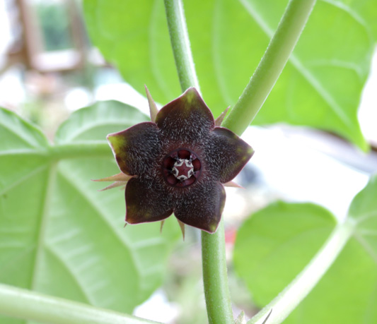 多肉植物　マテレア　シクロフィラ　巨大塊根種　黒い花　ガガイモ科　2 多肉植物 マテレア シクロフィラ 塊根種 黒い花 ガガイモ科