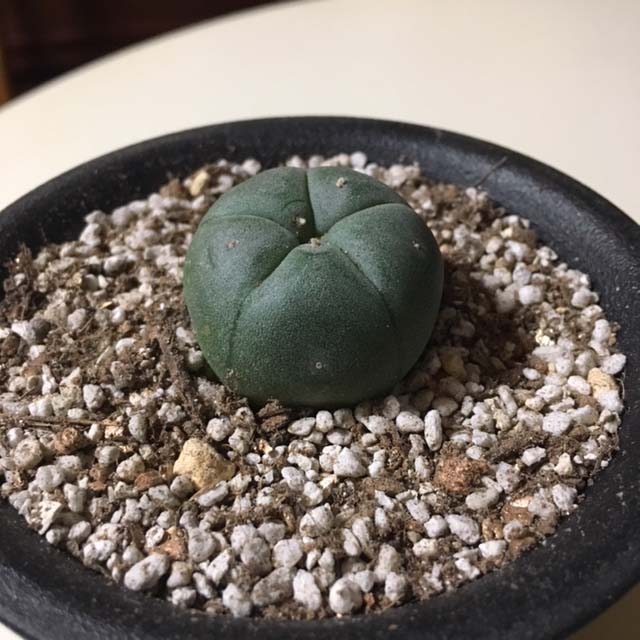 烏羽玉の種から芽が出た（ロフォフォラ 実生） | 死はいつもそば