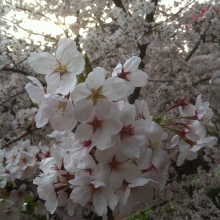 iPhoneImage.png
