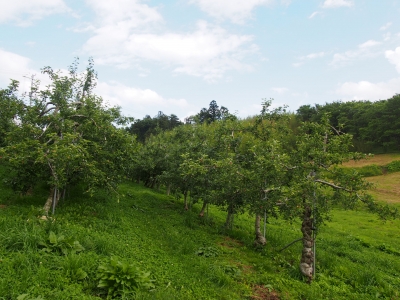 りんご園。りんごの木が並んでいます。