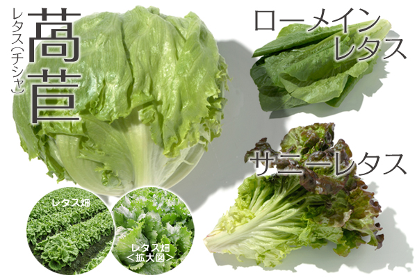 野菜29 レタス れたす 萵苣 やさい くだもの図鑑