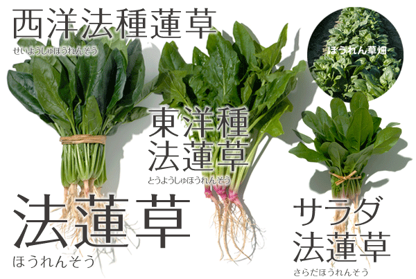 野菜57 ホウレンソウ ほうれんそう 法蓮草 やさい くだもの図鑑