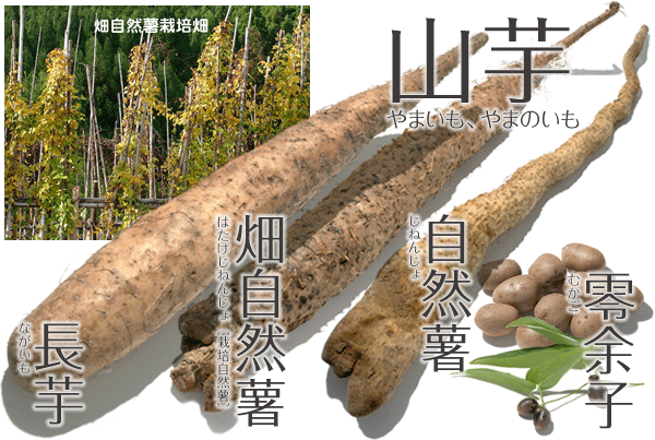 「自然薯と山芋」の画像検索結果