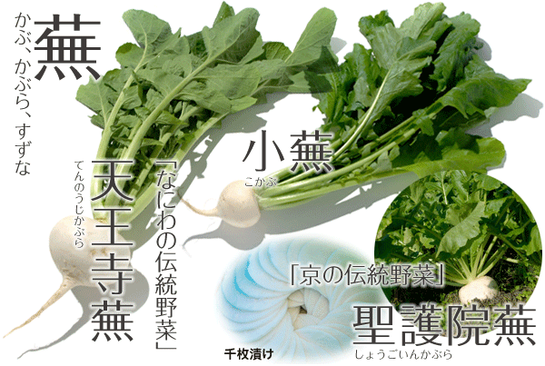 野菜 カブ かぶ 蕪 やさい くだもの図鑑