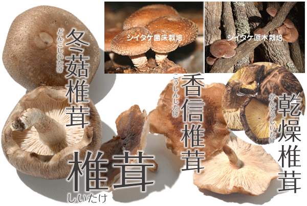 きのこ1 シイタケ/しいたけ/椎茸 | やさい＊くだもの図鑑