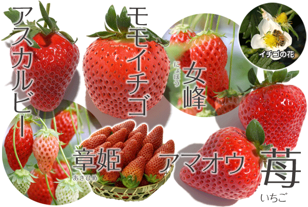 果物02 イチゴ いちご 苺 やさい くだもの図鑑