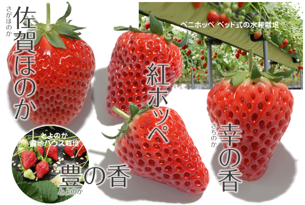 果物02 イチゴ いちご 苺 やさい くだもの図鑑
