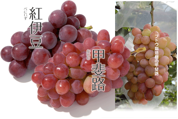 果物07 ブドウ・マスカット/ぶどう・ますかっと/葡萄 | やさい 
