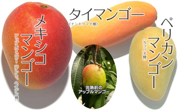 果物22 マンゴ まんごー 檬果 やさい くだもの図鑑