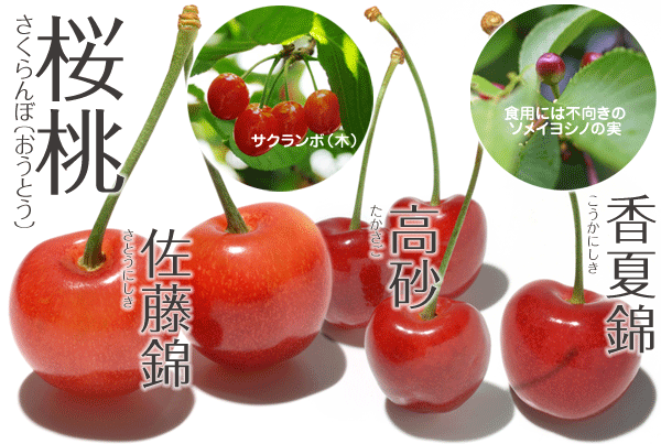 果物16 サクランボ/さくらんぼ/桜ん坊・桜桃 | やさい＊くだもの図鑑