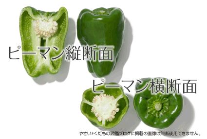 ピーマン断面