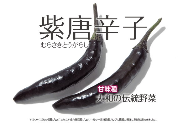 紫唐辛子