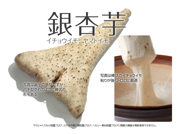 イチョウイモ