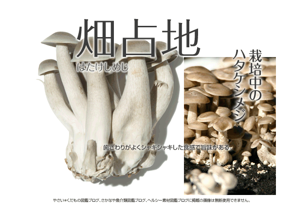 ハタケシメジ