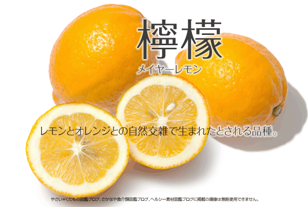 メイヤレモン