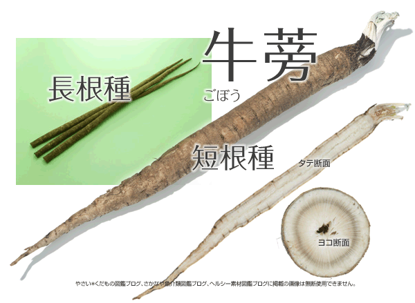 短根種ゴボウ