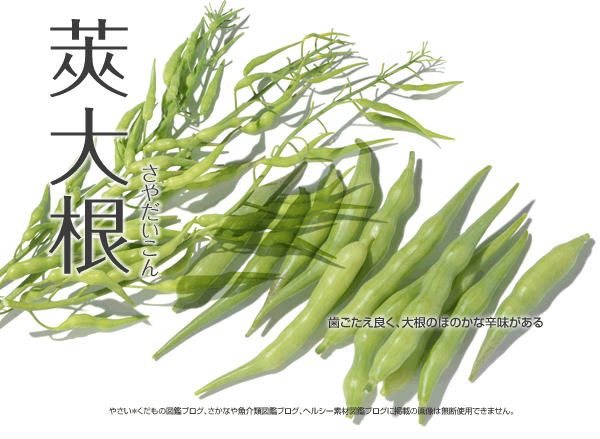 大根莢